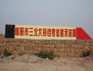 朝阳大枣标准化生产示范园
