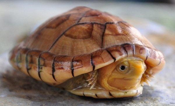 白唇泥龟