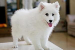 银狐犬