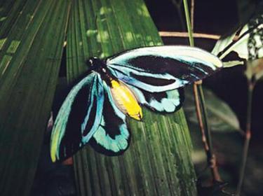 大鸟翼蝶 搜狗百科