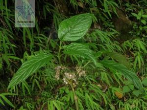 蜘蛛花属植物