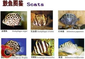 金钱鱼科（Scatophagidae）