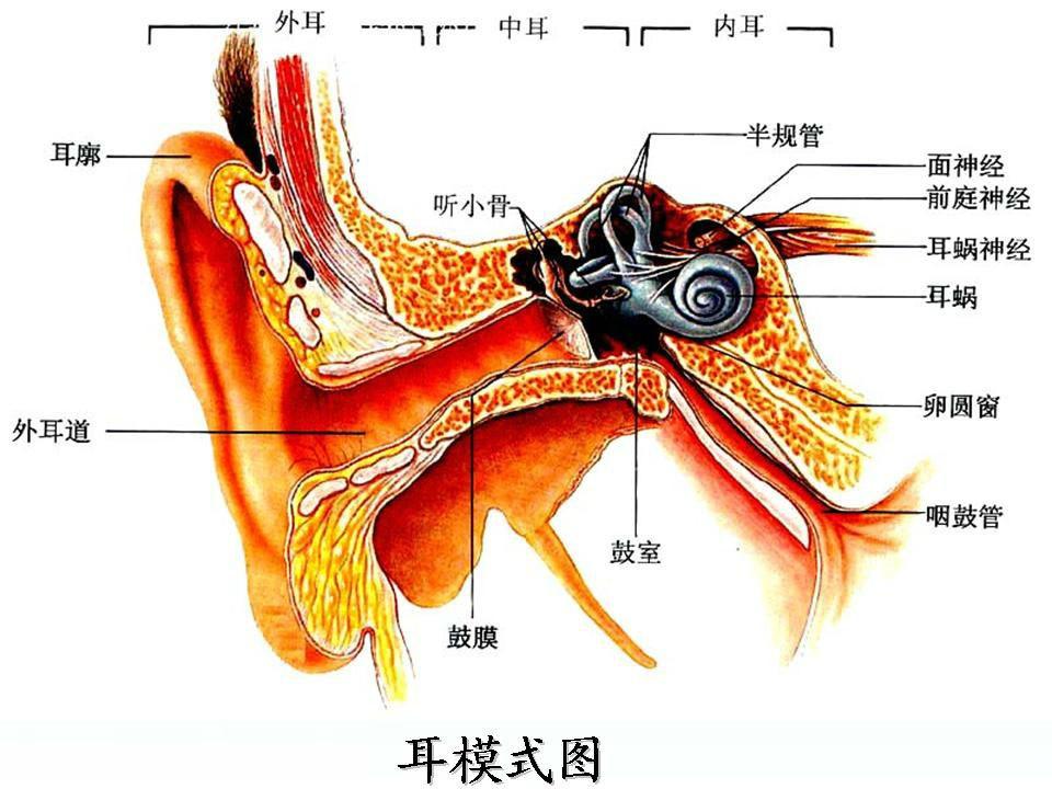 前庭大腺解剖图片