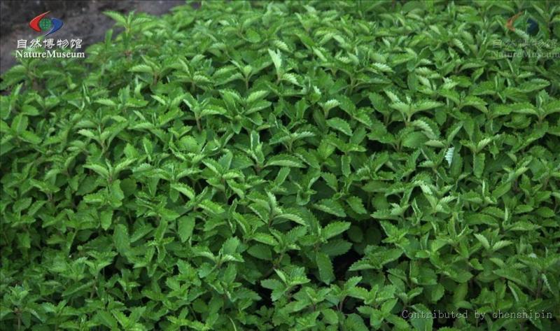 仙草 一年生草本宿根植物 搜狗百科 仙草 一年生草本宿根植物 搜狗百科
