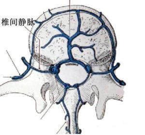 椎间静脉