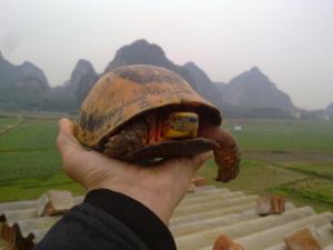 黄额盒龟