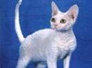 德文莱克斯猫