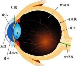 眼睛结构