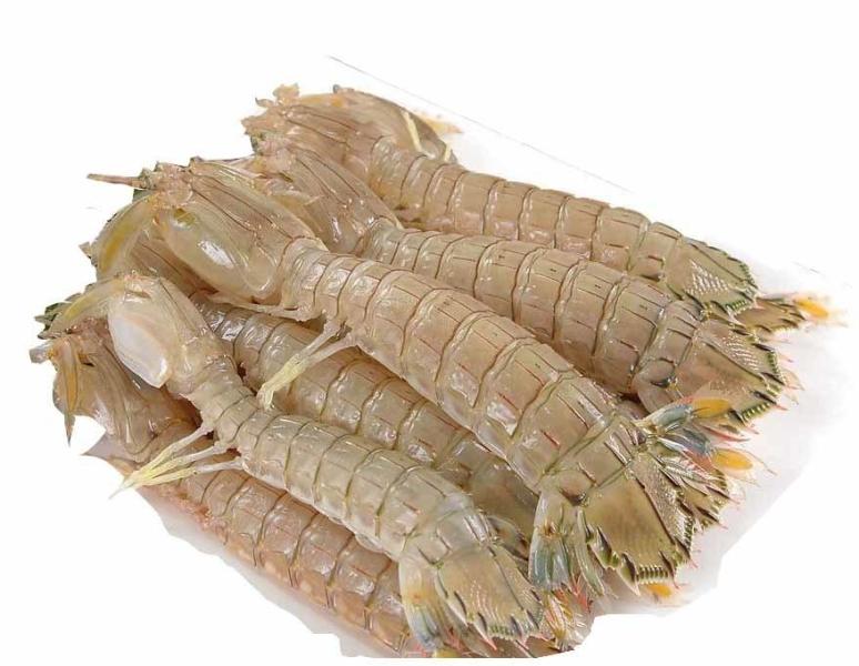 皮皮虾 虾蛄科口虾蛄属动物 搜狗百科