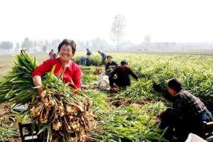 图2 博爱生姜采收
