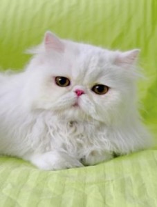 波斯猫