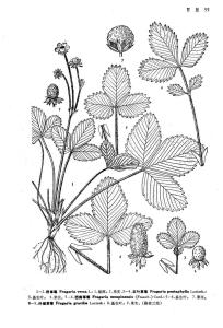 东方草莓