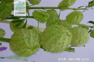 钉头果花果