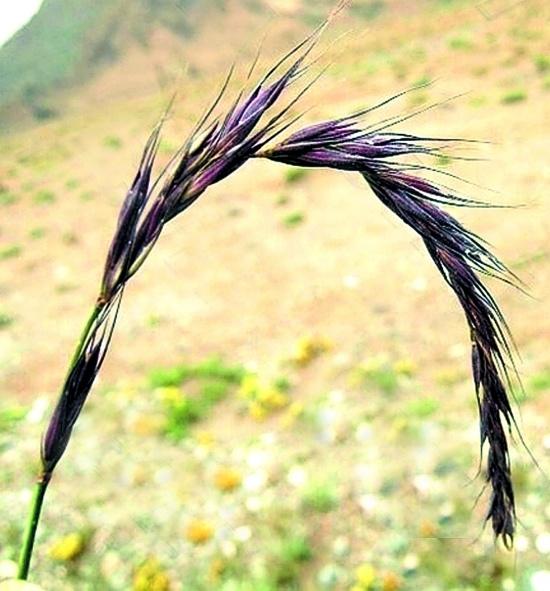 垂穗披碱草