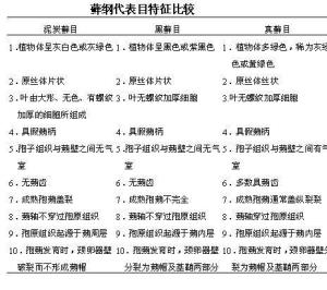 藓纲代表目特征比较