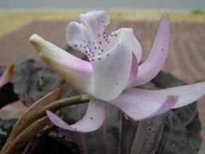 兰花