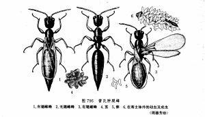 肿腿蜂图册