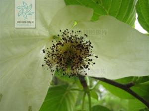珙桐花果叶