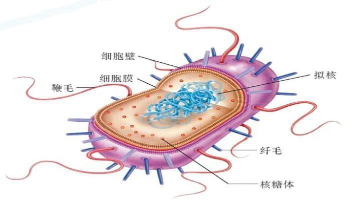 原核细胞 搜狗百科