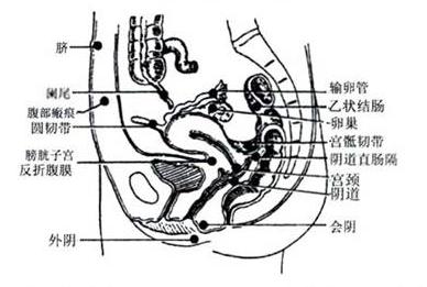 子宫各韧带的简易图图片