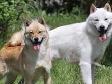 北海道犬