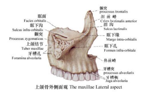 牙槽骨一二三四类图片图片