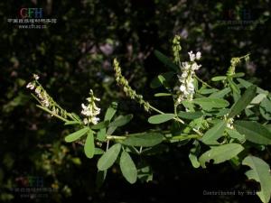 白花草木樨
