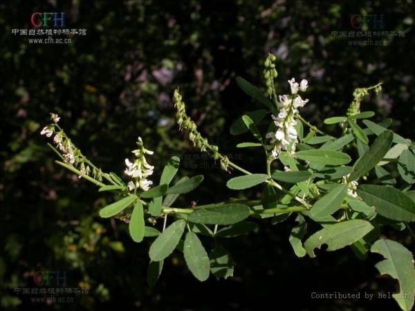 白花草木樨 豆科草木樨属植物 搜狗百科