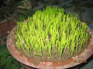 小麦草 培养