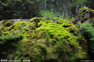藓纲植物苔藓