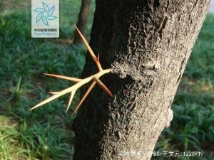 美国皂荚根茎