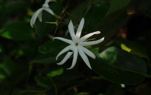 厚叶素馨的花