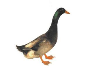 微山麻鸭