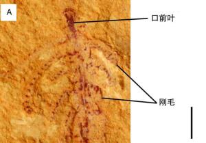 小壳化石