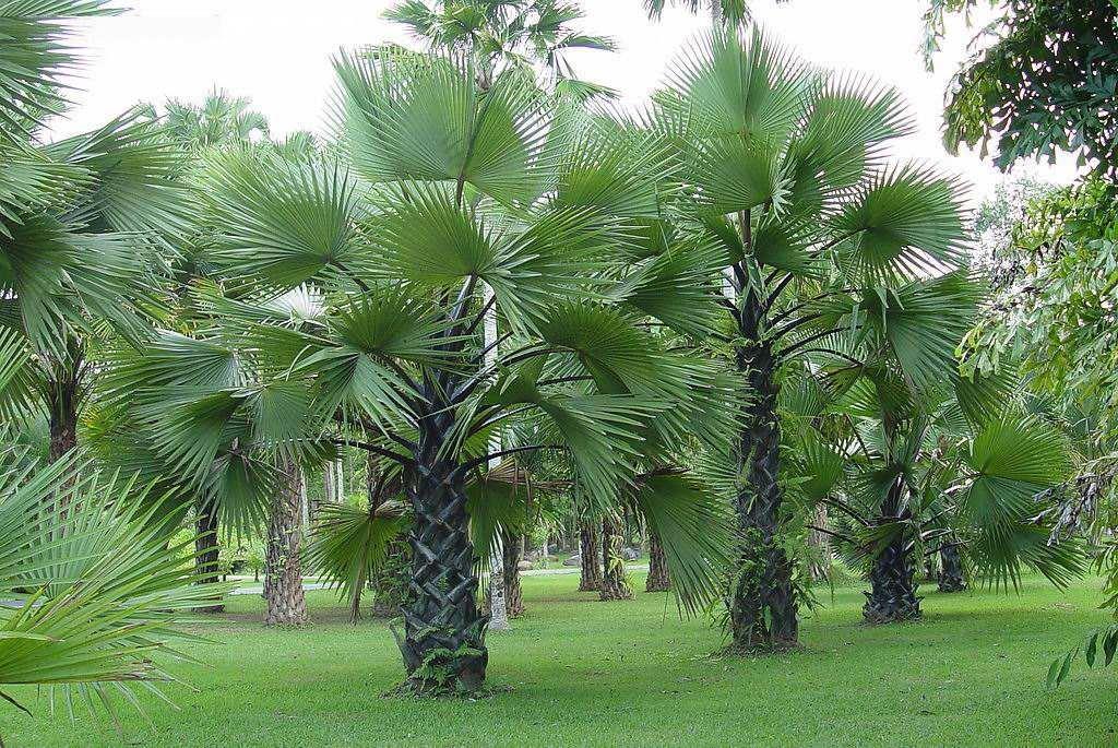 棕榈树种类图片