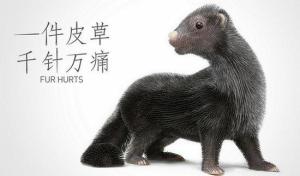 PETA活动