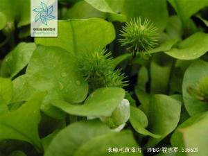 长喙毛茛泽泻花果