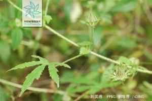 刺芙蓉枝叶