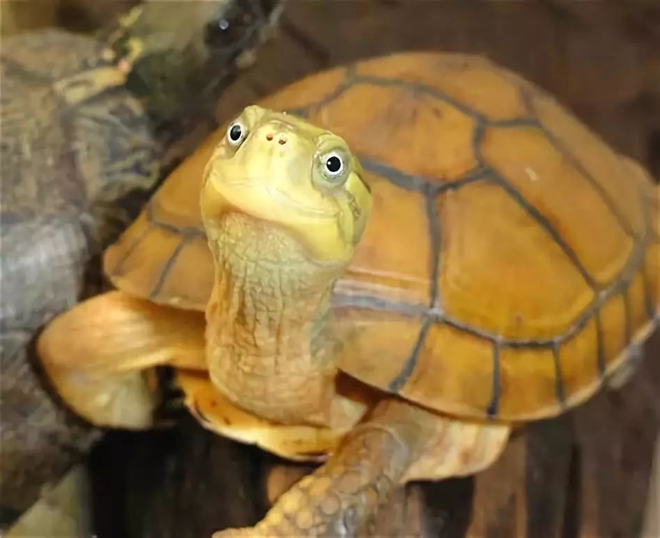 黄喉拟水龟怎么养图片