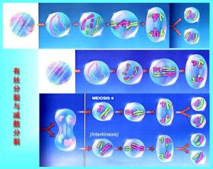 有丝分裂和减数分裂比较