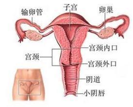 急性子宫颈炎