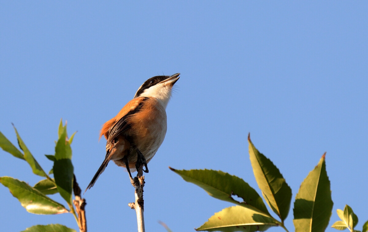 (3)传说周宣王时,贤臣尹吉甫,听信继室的馋言,误杀前妻留下的爱子伯奇