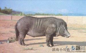 两广小花猪