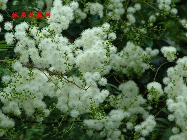 钢刺篱笆