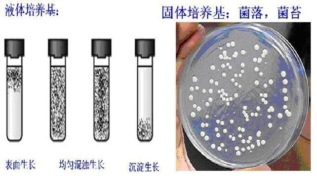 半强度ms液体培养基