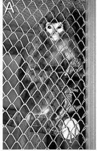 缅甸乌叶猴照片－来自泰国曼谷动物园