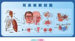 耳鼻咽喉科