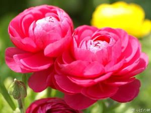 花毛茛