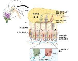 人体嗅觉原理