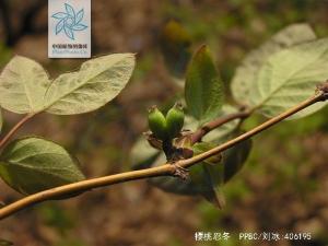 樱桃忍冬图册